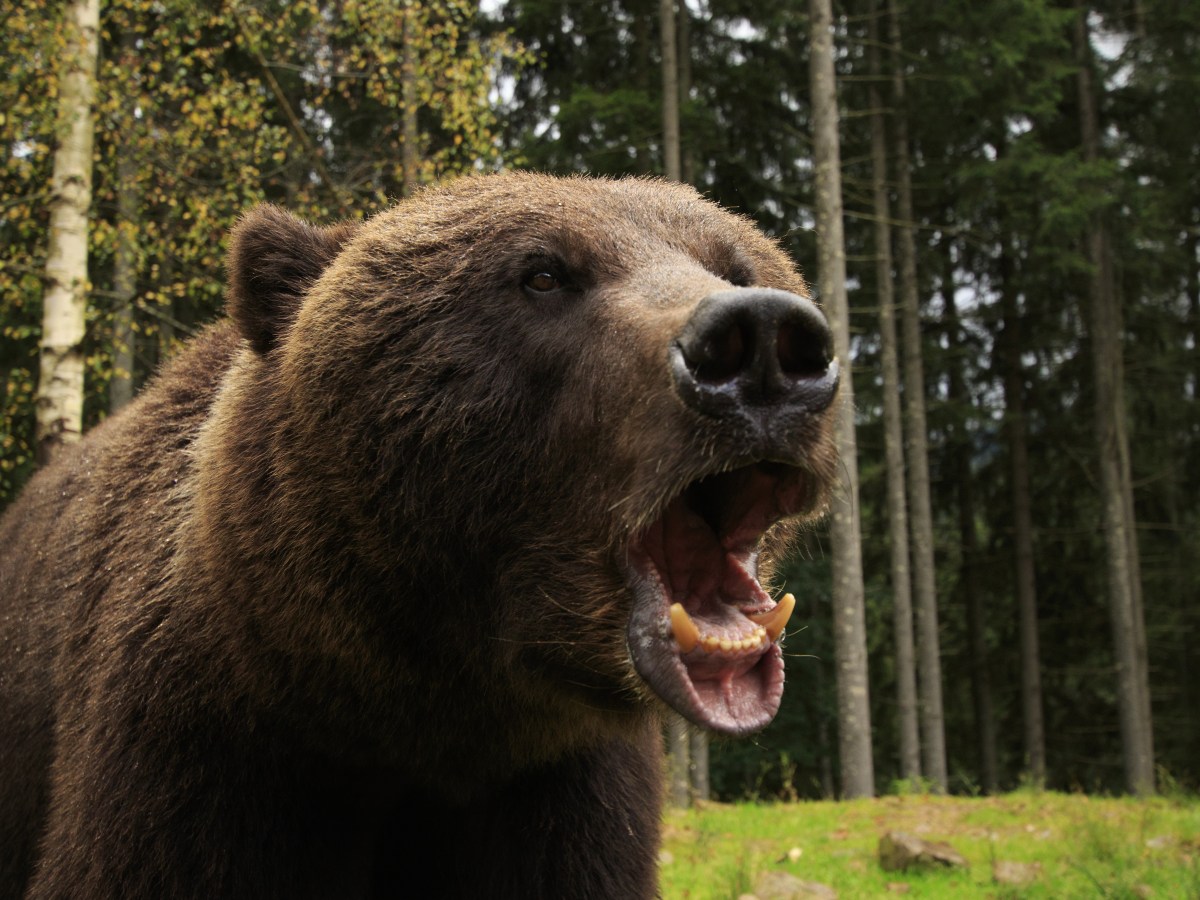 Don’t Poke the&nbsp;Bear